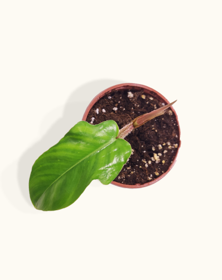 Philodendron Squamiferum - Baby Plant