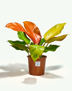 Philodendron Prince of Orange