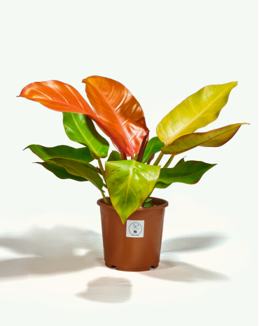 Philodendron Prince of Orange