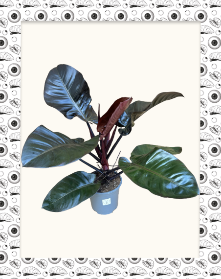 copy of Philodendron El Choco Red - L