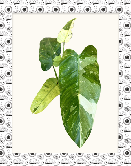 Philodendron Jose Buono - L