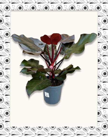 Philodendron Cherry Red - Adulte -