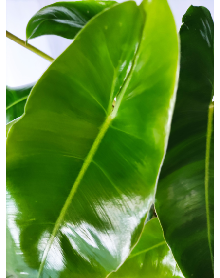 copy of Philodendron Burle Marx - XL