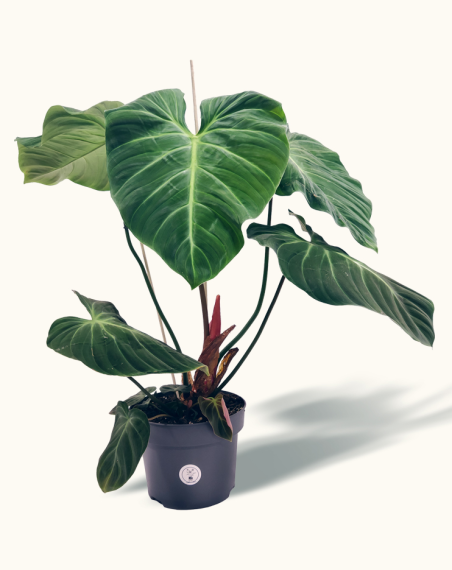 copy of Philodendron El Choco Red...